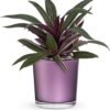 Purple dracaena houseplant in decorative pot