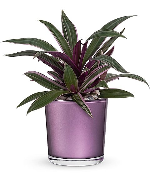 Purple dracaena houseplant in decorative pot