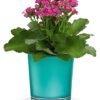 Green flowering plant in teal ceramic planter