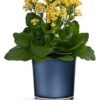 Yellow kalanchoe flowering plant in navy blue pot