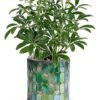 Green foliage plant in mosaic glass container