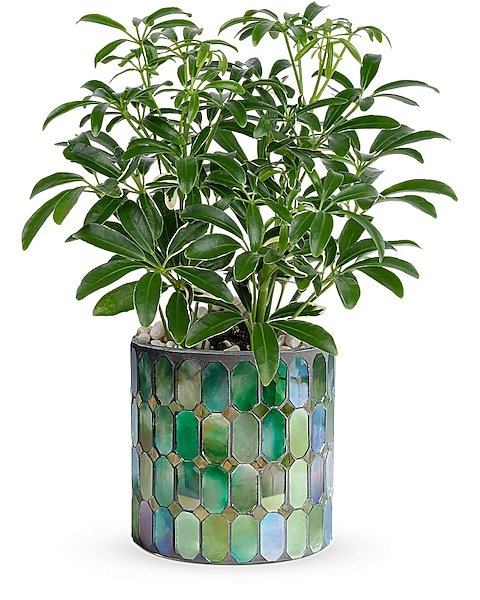 Green foliage plant in mosaic glass container