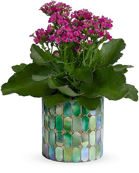 Pink flowering kalanchoe plant in mosaic pot