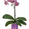 Purple orchid plant with blooms in ceramic po