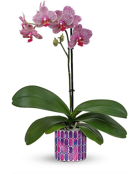 Purple orchid plant with blooms in ceramic po