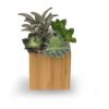 Succulent arrangement in square wooden planter