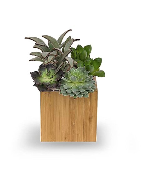 Succulent arrangement in square wooden planter