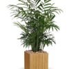 Areca palm indoor houseplant in wooden plante