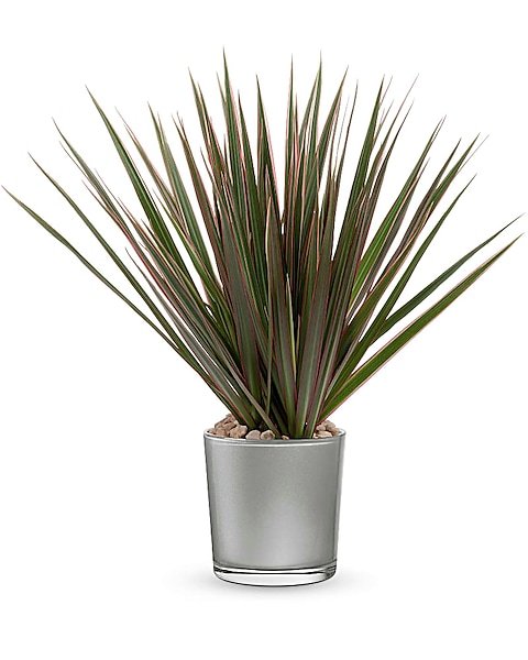 Dracaena spike plant in modern silver pot
