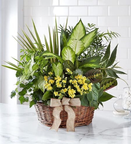 Green indoor plant basket available from Gurnee flower shop with delivery
