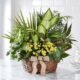 Green indoor plant basket available from Gurnee flower shop with delivery