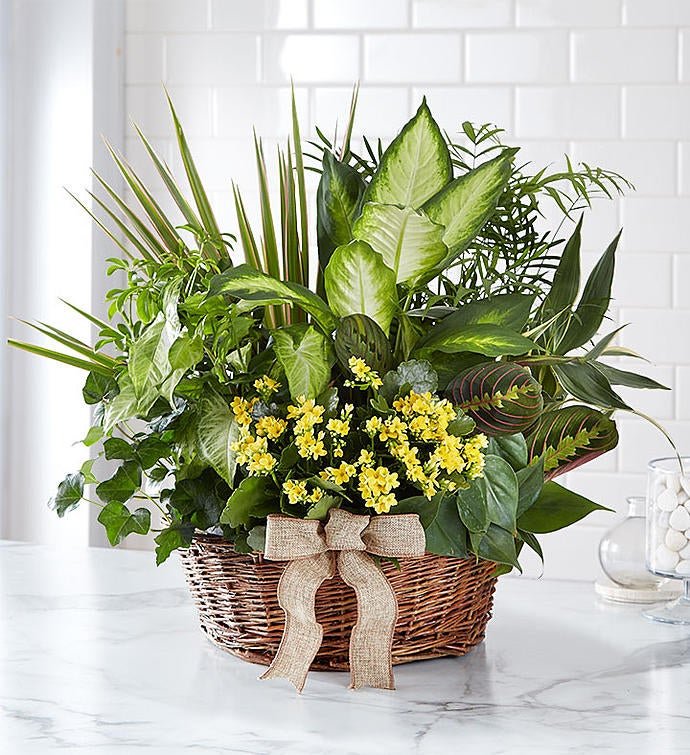 Green indoor plant basket available from Gurnee flower shop with delivery