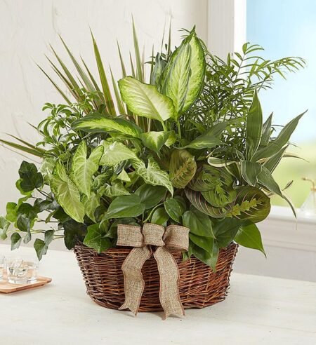Green indoor plant basket available from Gurnee flower shop with delivery