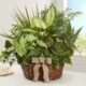 Green indoor plant basket available from Gurnee flower shop with delivery