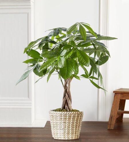 Money tree plant available for flower delivery Gurnee and surrounding areas