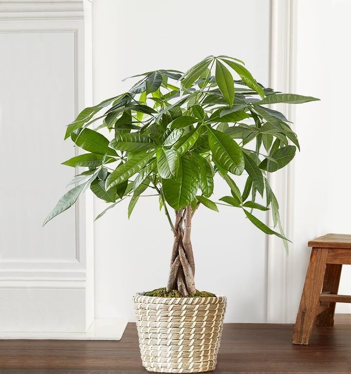 Money tree plant available for flower delivery Gurnee and surrounding areas