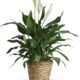 Peace lily indoor plant available for flower delivery Grayslake