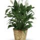 Peace lily plant in gold basket available for flower delivery Gurnee
