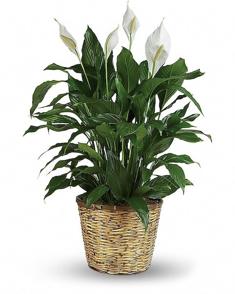 Peace lily plant in gold basket available for flower delivery Gurnee