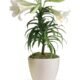 Indoor green plant offered by florist in Grayslake IL