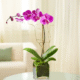 Pink orchid plant from elegant flower shop providing flower delivery Gurnee